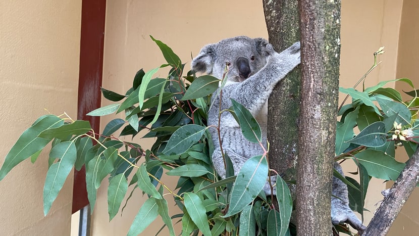 Koala Tarni in der Quarantäne-Station des Zoo Zürich. 