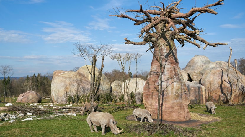 Nashörner grasen in der Lewa Savanne des Zoo Zürich beim Affenbrotbaum. 