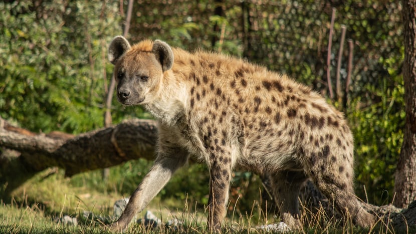 Foto: Zoo Zürich, Nicky Kaufmann Tüpfelhyäne Masangao in der Lewa Savanne des Zoo Zürich.
