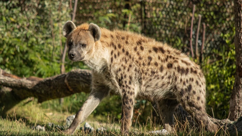 Tüpfelhyäne Tesi in der Lewa Savanne des Zoo Zürich.