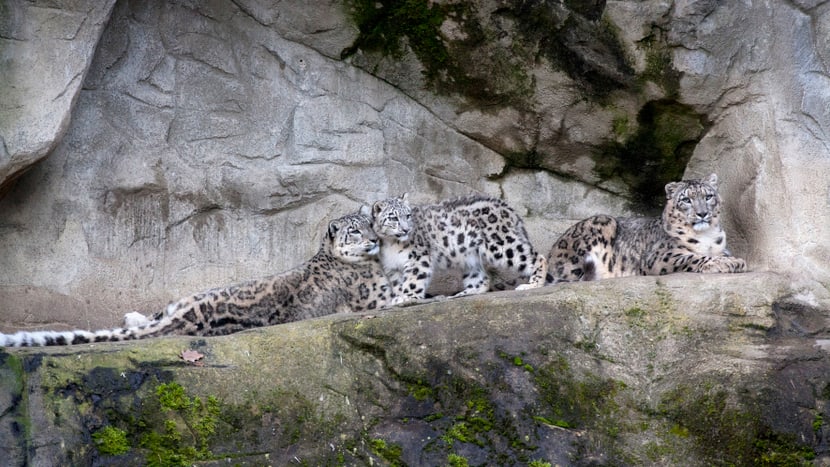 Foto: Zoo Zürich, Peter Bolliger Schneeleoparden Dshamilja, Mohan und Villy im Zoo Zürich.