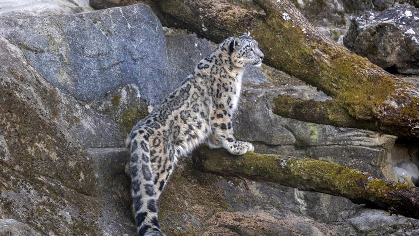Snow leopard at Zoo Zurich, March 2025.