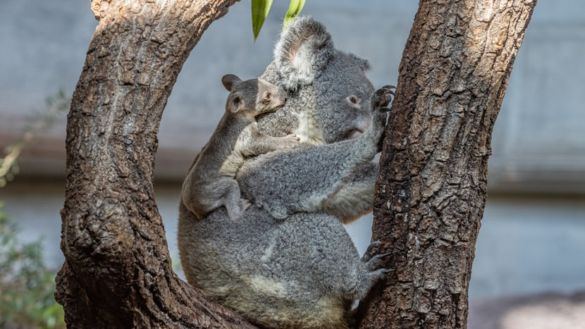 Foto: Zoo Zürich, Albert Schmidmeister Koala Pippa mit Joey im Zoo Zürich.