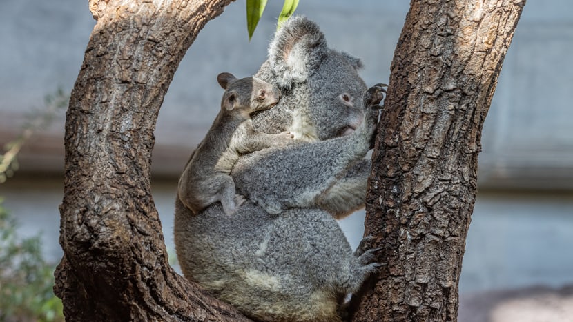 Koala Pippa mit Joey im Zoo Zürich.