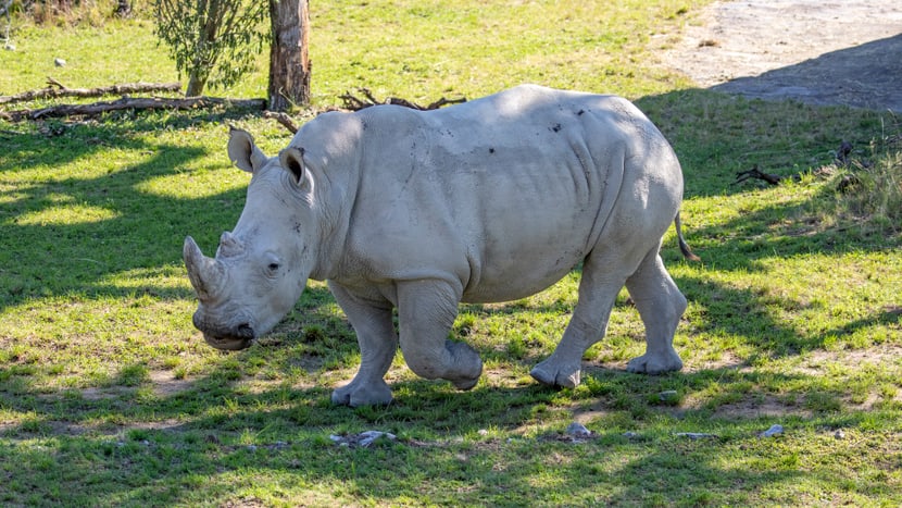 Nashornbulle Rami in der Lewa Savanne des Zoo Zürich