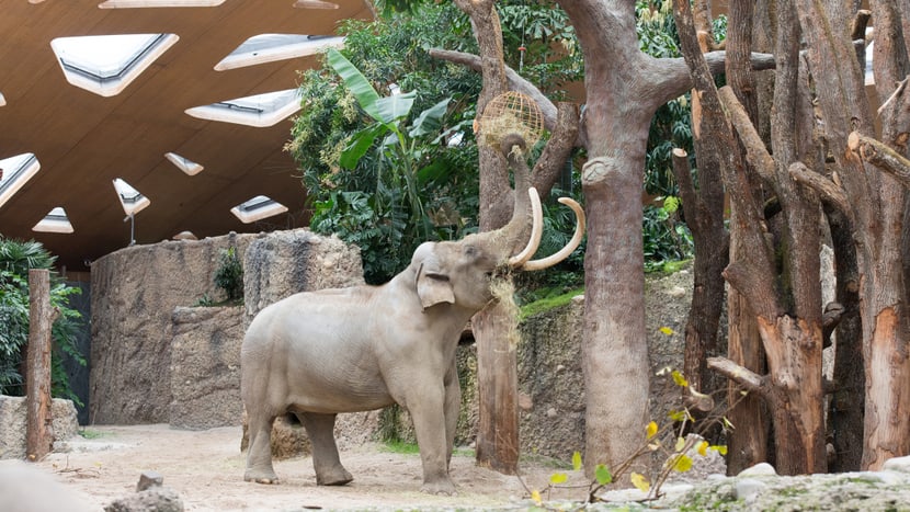 Asiatischer Elefant Maxi im Kaeng Krachan Elefantenpark des Zoo Zürich.