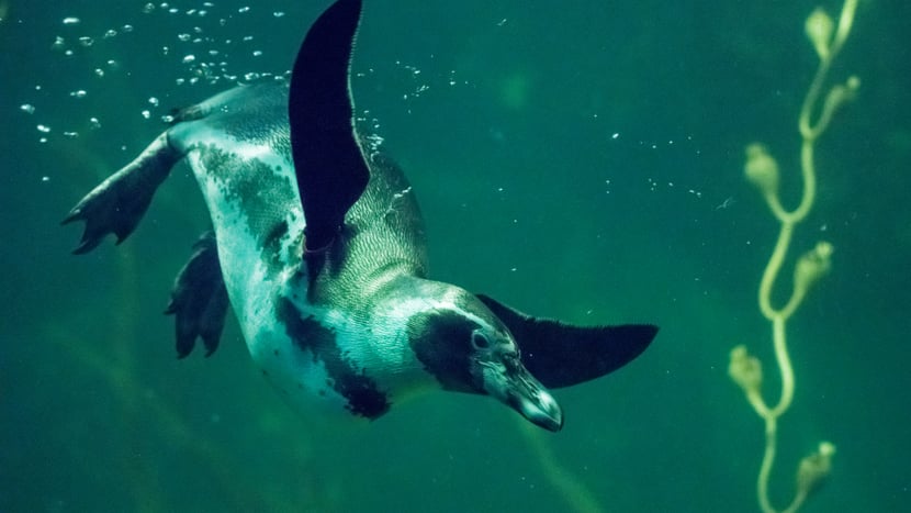 Humboldtpinguin (Spheniscus humboldti)