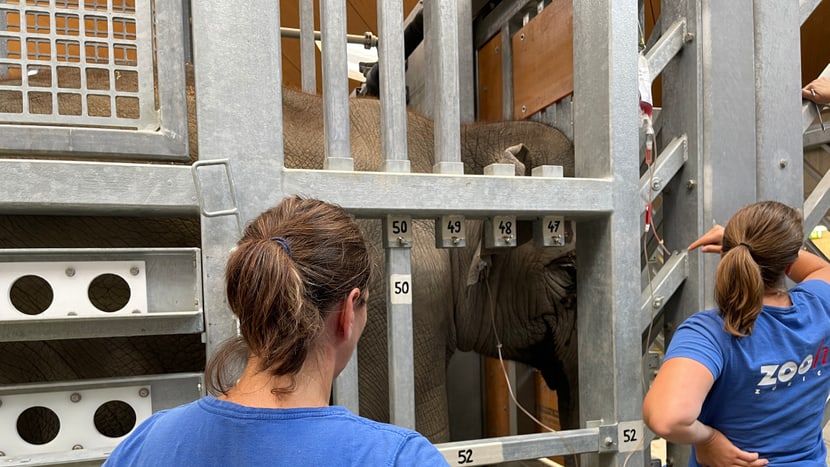 Behandlung des an den Folgen eines EEHV-Ausbruchs erkrankten Asiatischen Elefanten Omysha.