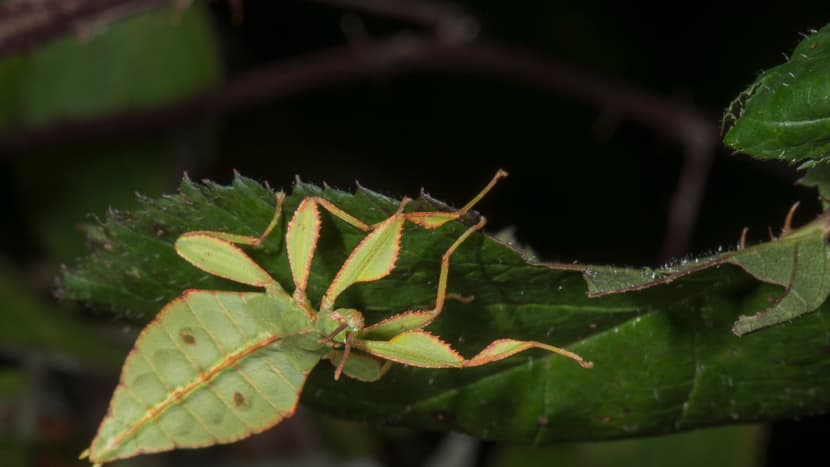 Wandelndes Blatt im Zoo Zürich.