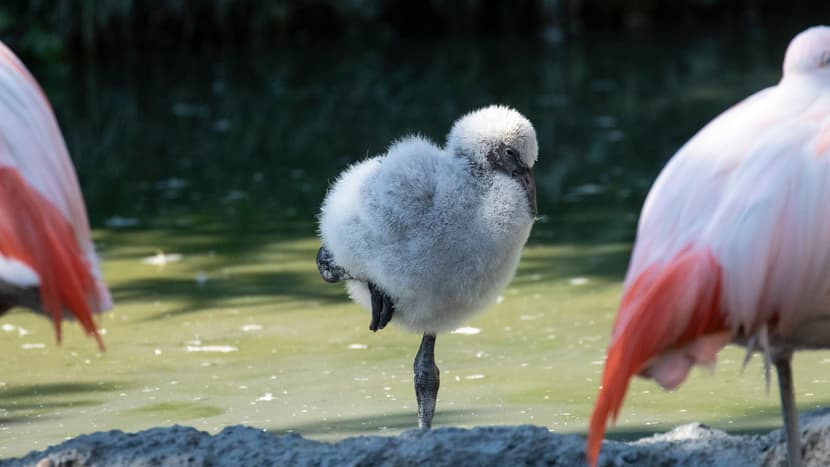 Junger Chile-Flamingo im Pantanal des Zoo Zürich.