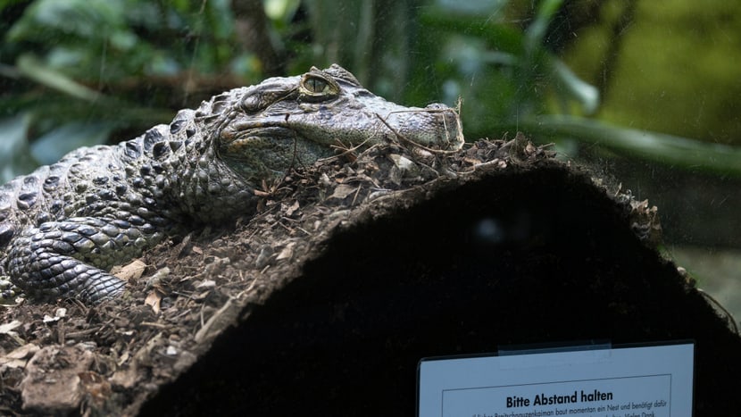Foto: Zoo Zürich, Enzo Franchini Breitschnauzenkaiman auf Bruthügel im Zoo Zürich.