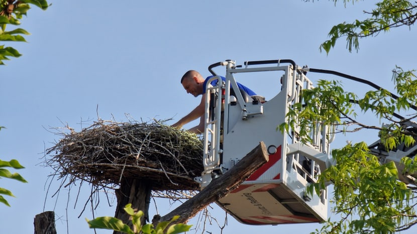 Tierpfleger des Zoo Zürich bei der Storchenberingung.