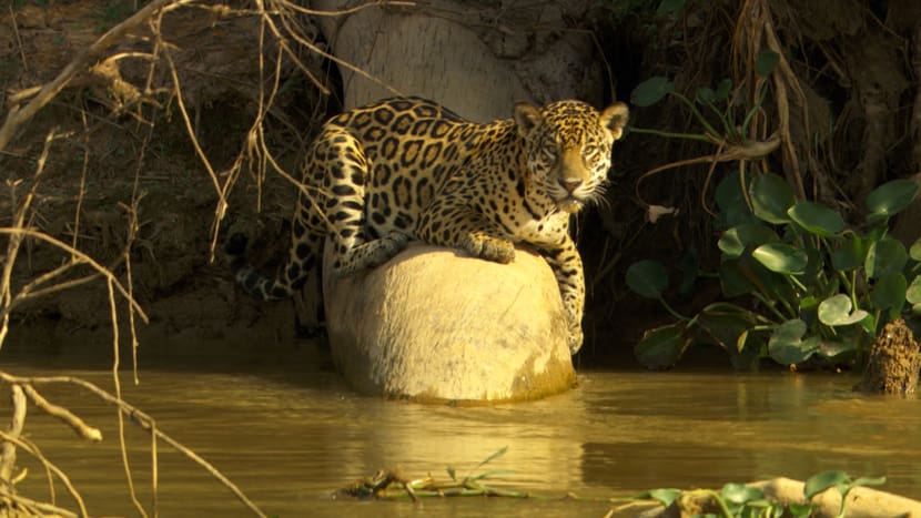 Bild aus dem Film «Biodiversity or Extinction: Mankind's greatest challenge».