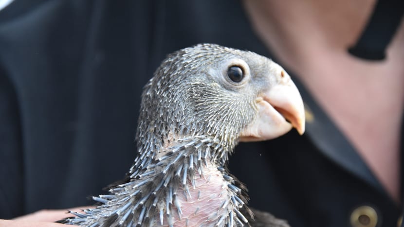 Foto: Zoo Zürich, Basil von Ah Junger Grosser Vasapapagei beim Beringen im Zoo Zürich.