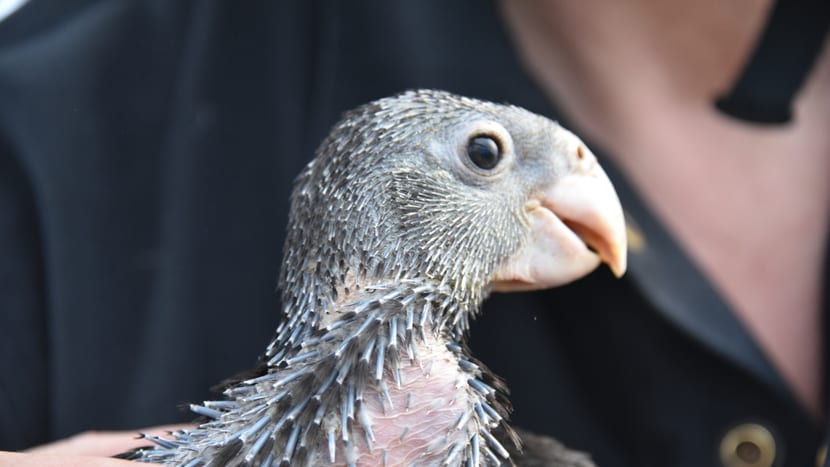 Junger Grosser Vasapapagei beim Beringen im Zoo Zürich.