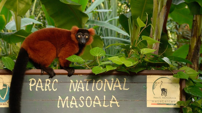 Foto: Zoo Zürich, Martin Bauert Roter Vari im Masoala Regenwald des Zoo Zürich.