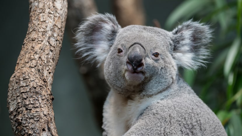 Koala-Männchen Tarni