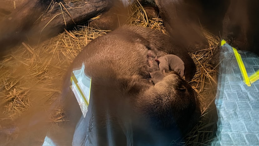 Junge Europäische Fischotter mit Mutter Lulu im Zoo Zürich.