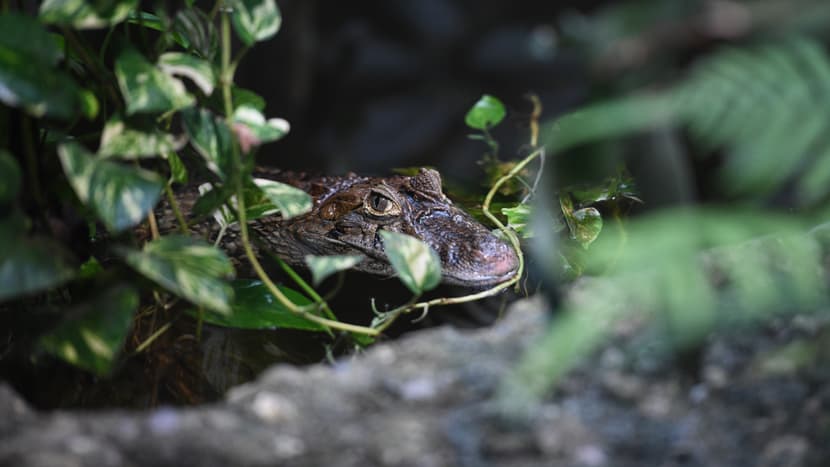 Foto: Zoo Zürich, Pascal Marty Breitschnauzenkaiman im Exotarium des Zoo Zürich.