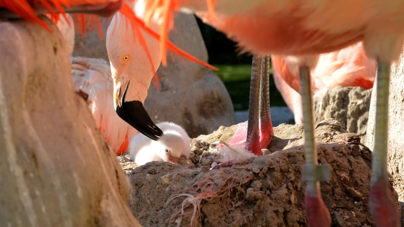 Chile-Flamingos im Pantanal des Zoo Zürich.