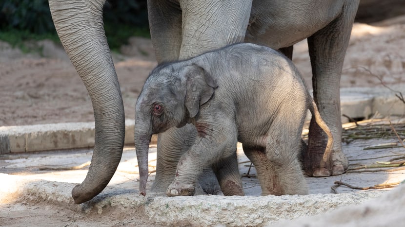 Foto: Zoo Zürich, Enzo Franchini Junger Asiatischer Elefant Umesh im Zoo Zürich.