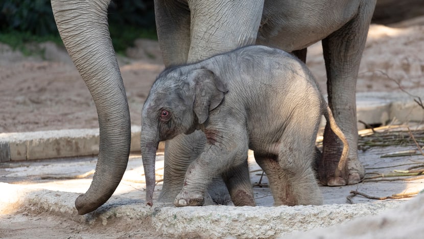 Junger Asiatischer Elefant Umesh im Zoo Zürich.