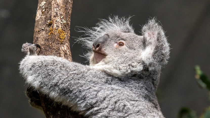 Koalaweibchen Téa im Australienhaus. 
