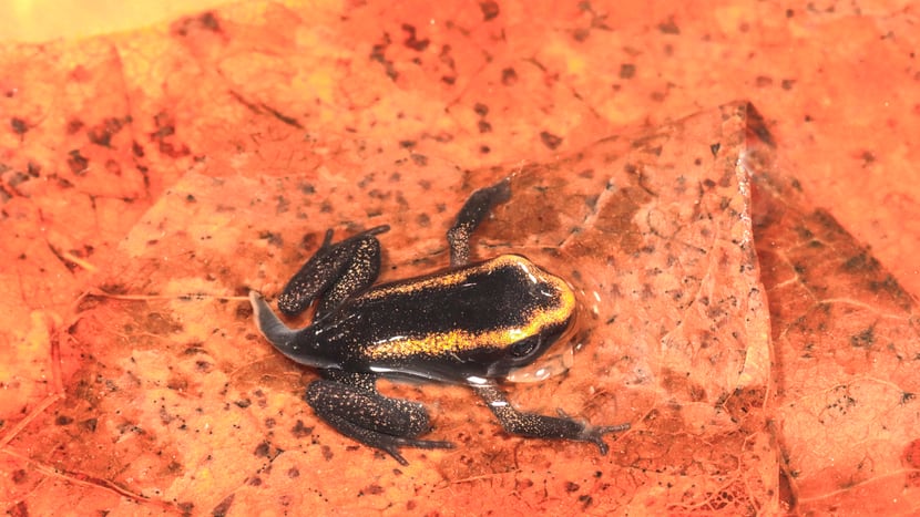 Abschluss Methamorphose Goldener Pfeilgiftrosch (Phyllobates terribilis.)