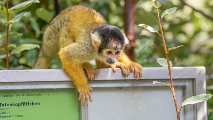 Totenkopfäffchen im Pantanal des Zoo Zürich.