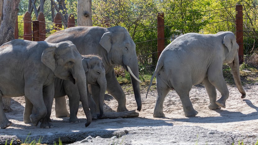 Asiatische Elefanten in der Aussenanlage des Kaeng Krachan Elefantenparks im Zoo Zürich.