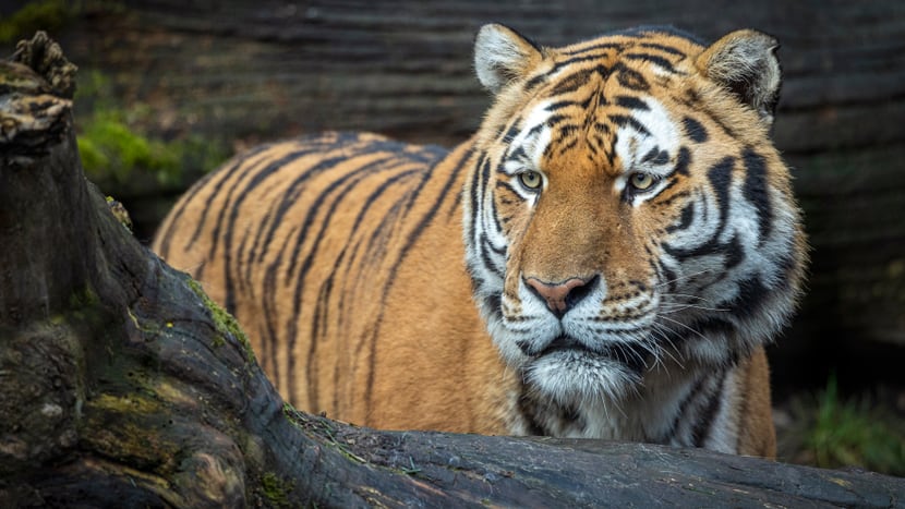 Armurtiger im Zoo Zürich.
