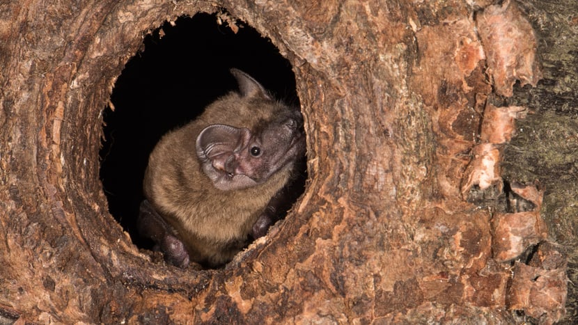 Grosser Abendsegler in Baumhöhle