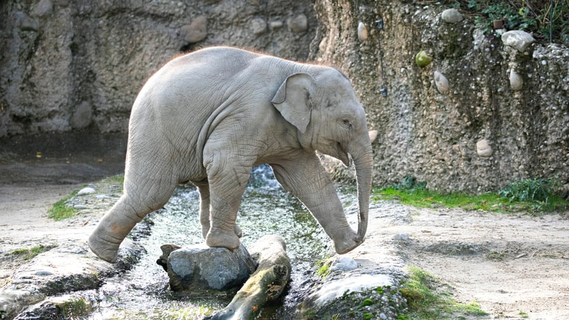 Umesh im Zoo Zürich. 