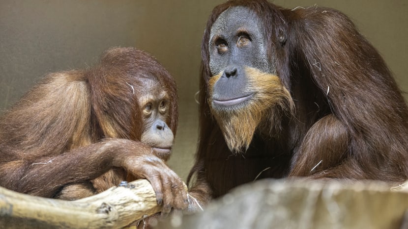 Orang-Utan (Riang und Awang)