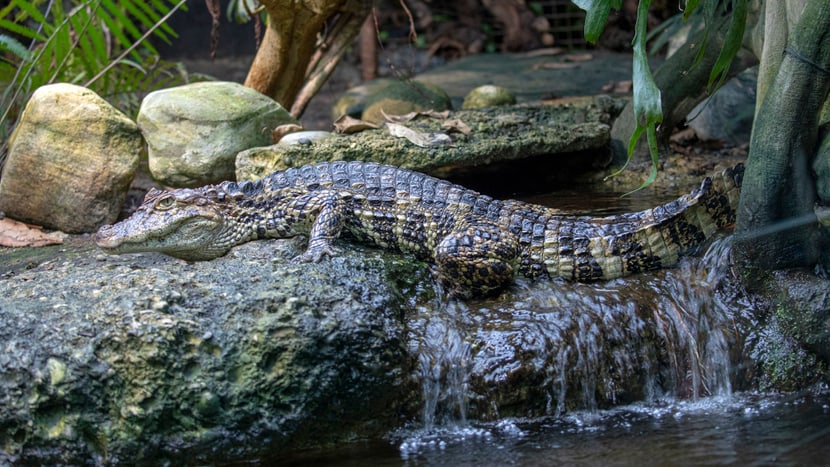 Breitschnauzenkaiman im Exotarium des Zoo Zürich.