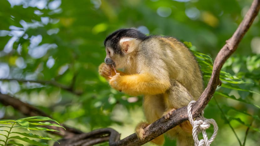 Foto: Zoo Zürich, Albert Schmidmeister Totenkopfäffchen im Pantanal des Zoo Zürich.