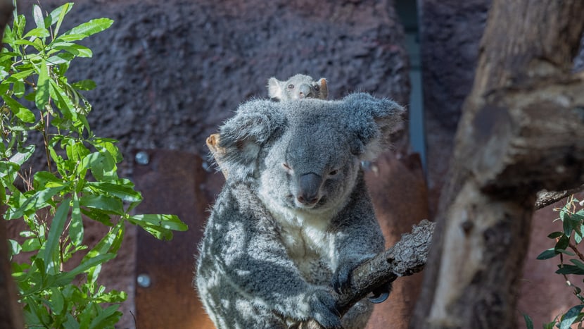 Koala Pippa mit Joey im Zoo Zürich.