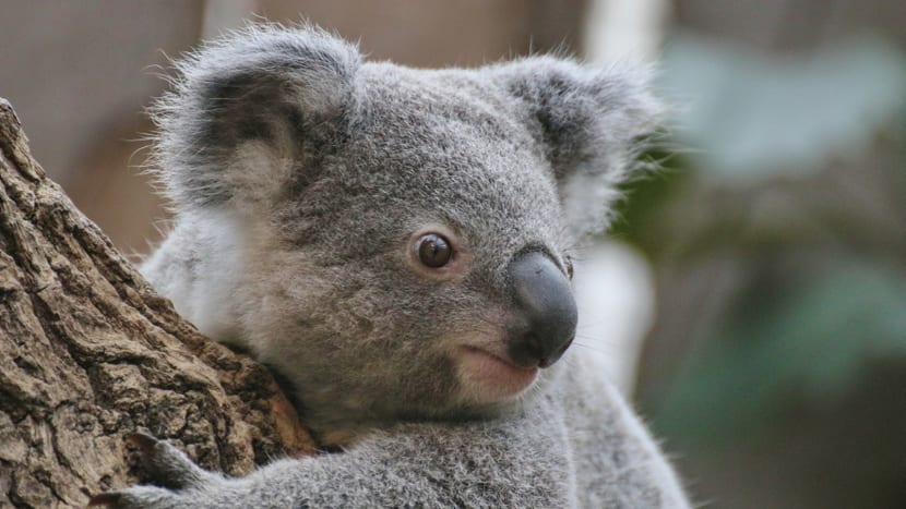 Koala-Männchen Tarni im Zoo Duisburg.