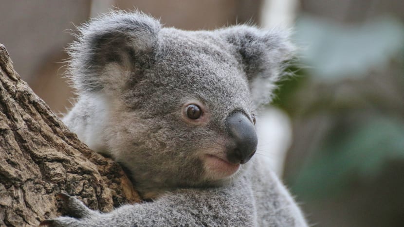 Foto: Zoo Duisburg, I. Sickmann Koala-Männchen Tarni im Zoo Duisburg.