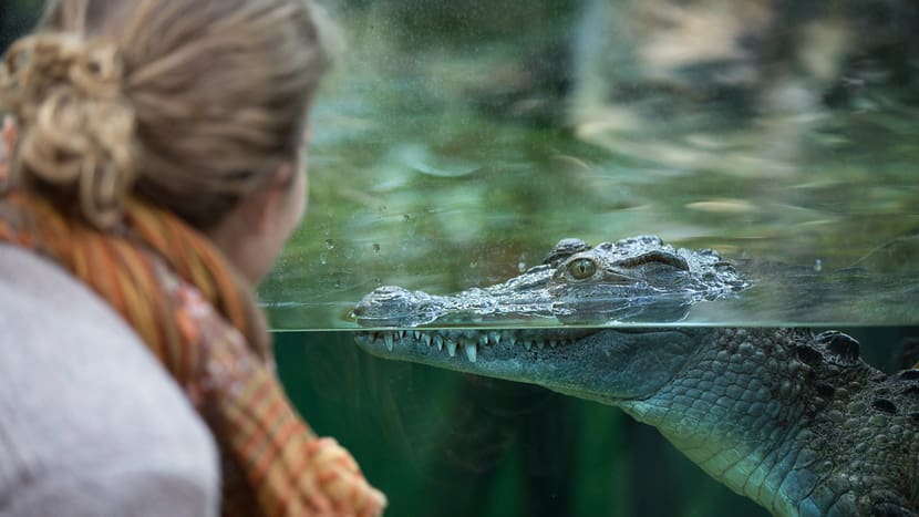 Foto: Zoo Zürich, Enzo Franchini Philipinen-Krokodil im Zoo Zürich.