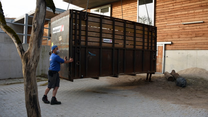Nashorn-Transportbox im Zoo Zürich