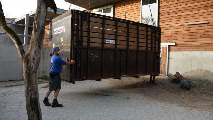 Nashorn-Transportbox im Zoo Zürich