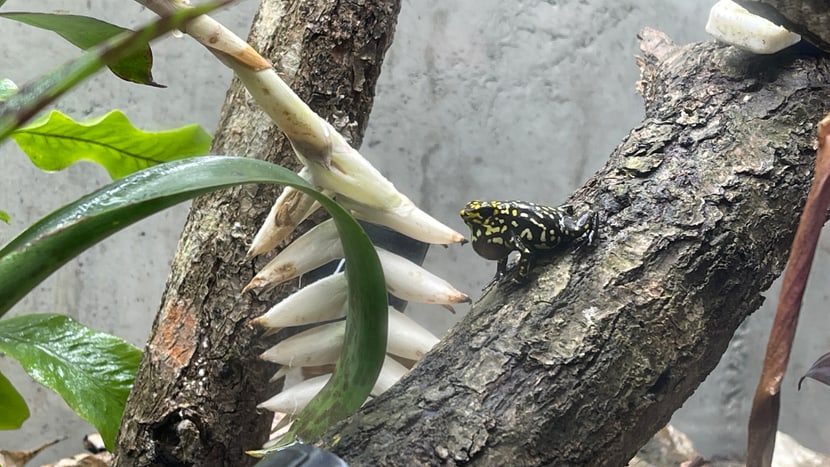 Foto: Zoo Zürich, Nicole Schnyder Ein Harlekin-Baumsteiger-Männchen bei der Balz.