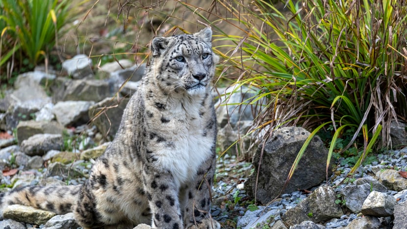 Schneeleopardenkater Villy im Zoo Zürich.