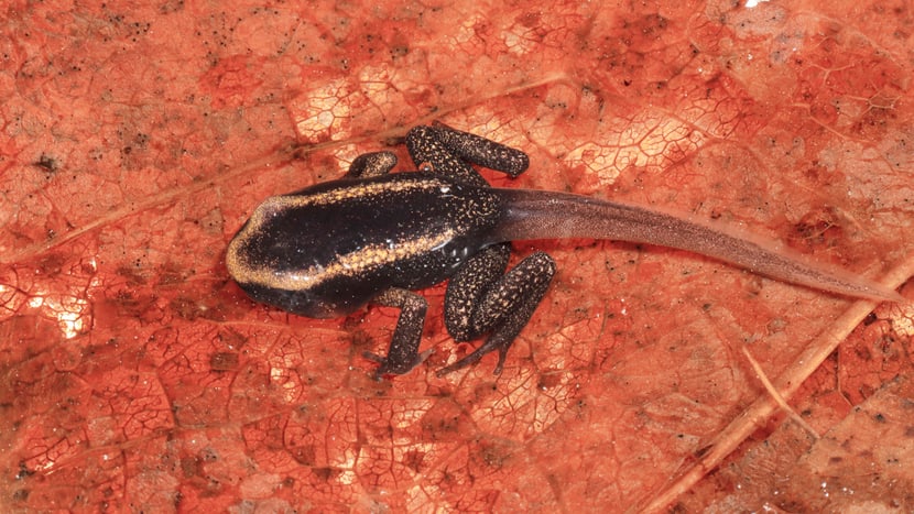 Goldener Pfeilgiftrosch (Phyllobates terribilis) in der Methamorphose.