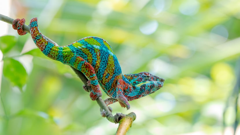 Foto: Zoo Zürich, Albert Schmidmeister Männliches Pantherchamäleon im Masoala Regenwald des Zoo Zürich.