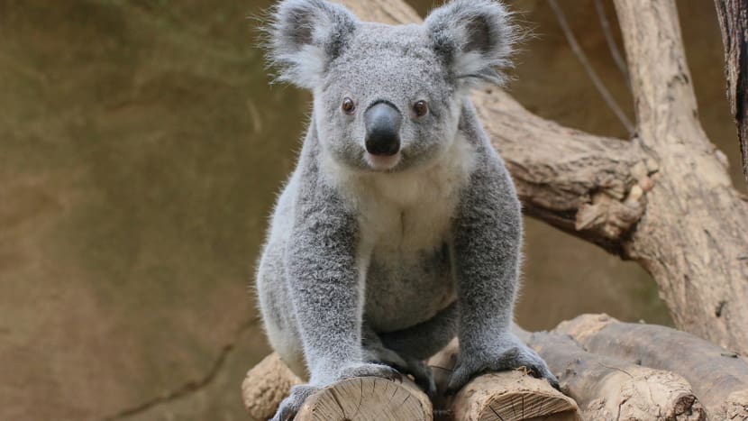 Koala-Männchen Tarni im Zoo Duisburg.