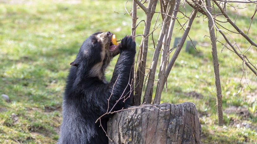 Brillenbär beim Fressen im Zoo Zürich.