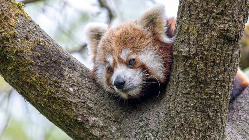 Kleiner Panda Xanju im Zoo Zürich.