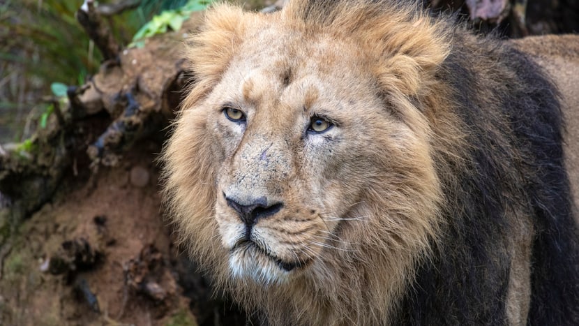 Asiatisches Löwenmännchen Radja im Zoo Zürich.